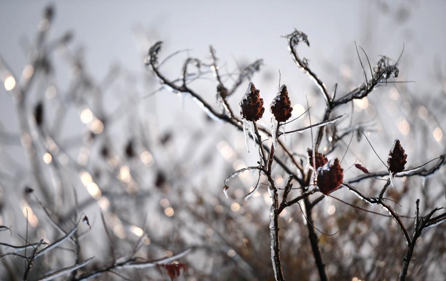 Trees cloaked with ice seen in NE China