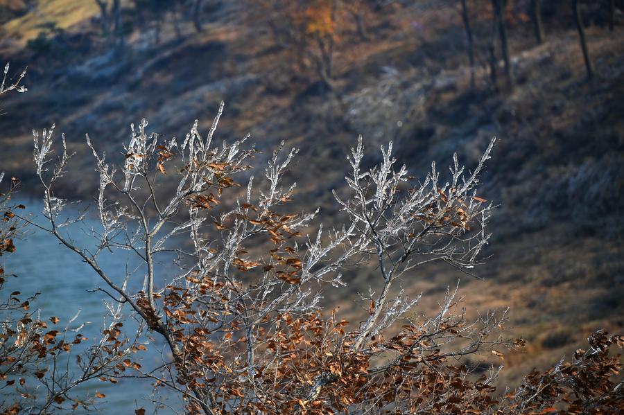 Trees cloaked with ice seen in NE China