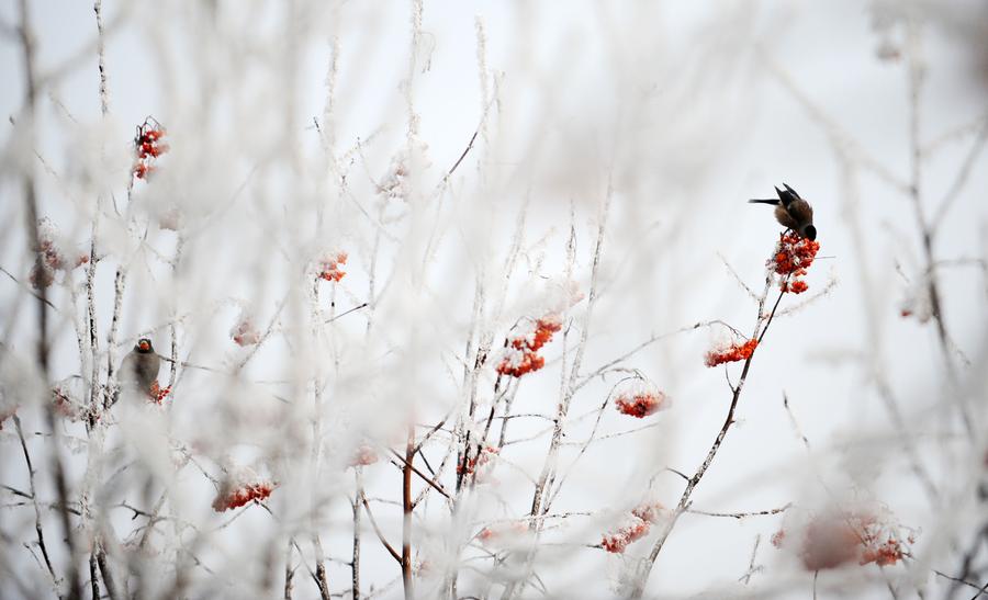 A frosty treat in the rime-covered landscape