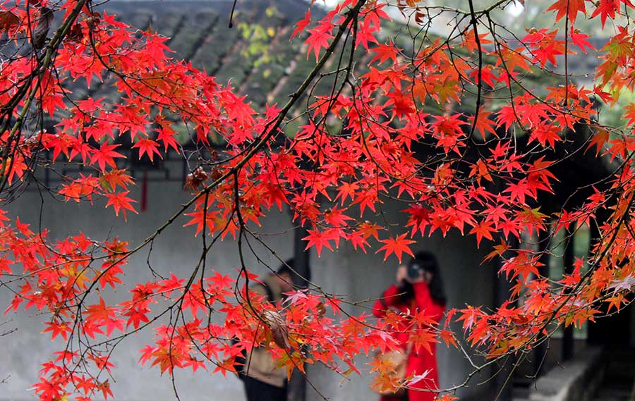 Red maple leaves add flavor to Zhuozheng garden's early winter scenery