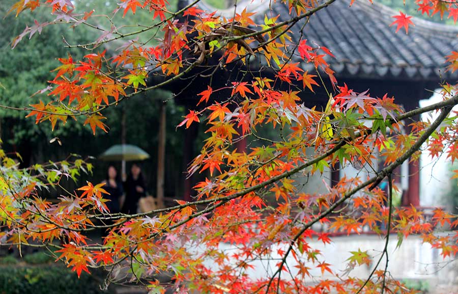 Red maple leaves add flavor to Zhuozheng garden's early winter scenery