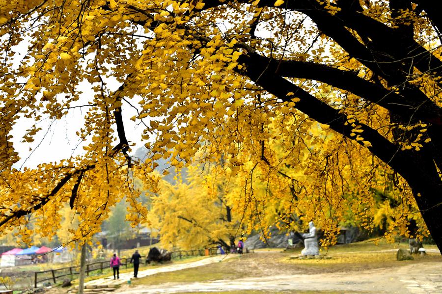 Ginkgo trees seen at ginkgo valley in Hubei