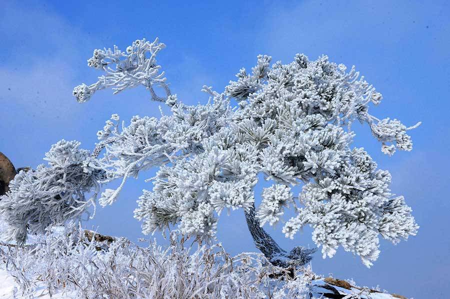 Rime scenery at Lingzhu Mountain in Qingdao