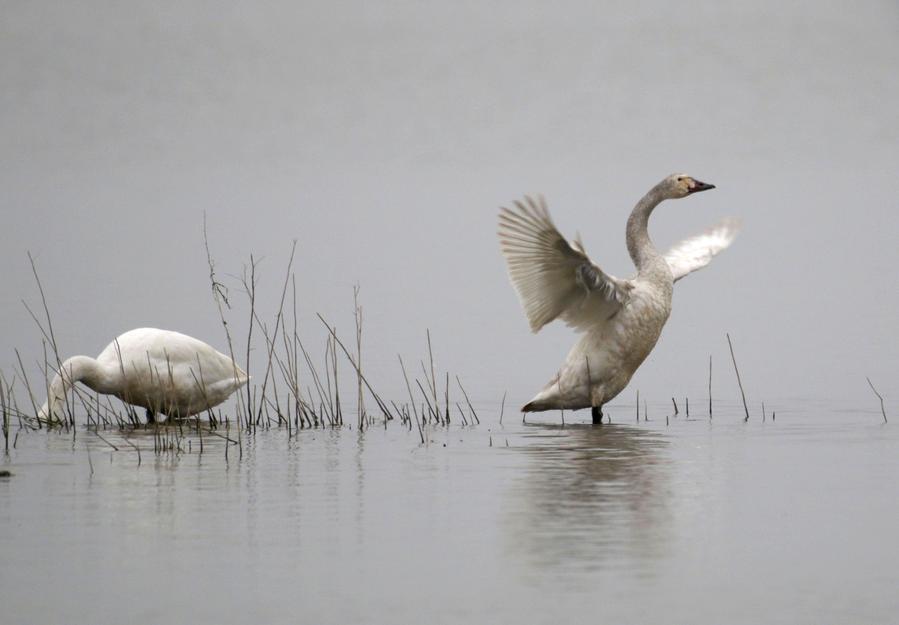 Good ecological conditions in Xuyi attract migratory birds