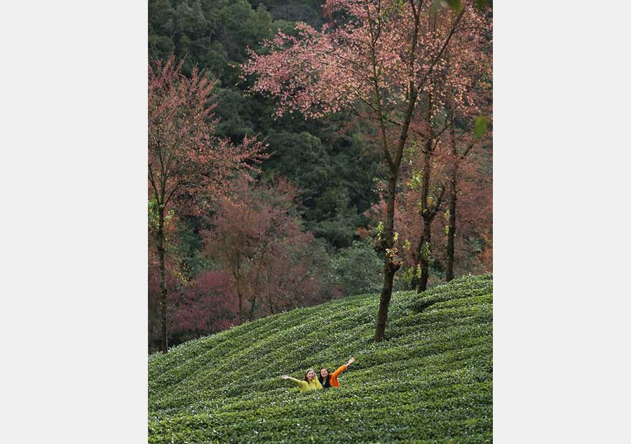 Cherry blossoms decorate bleak winter