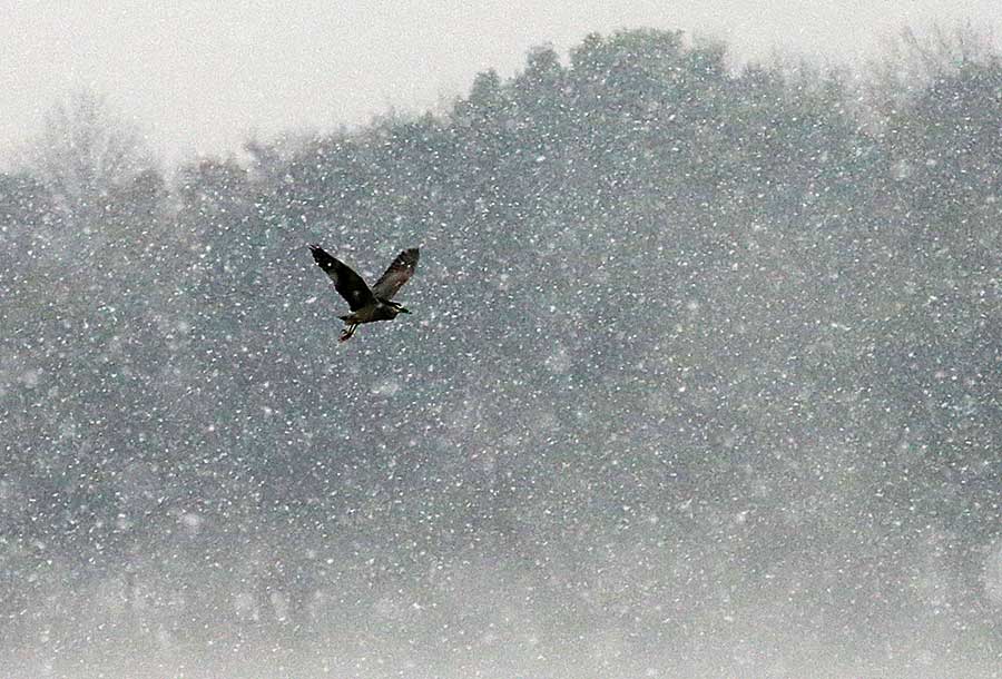 Hangzhou greets first snowfall of winter