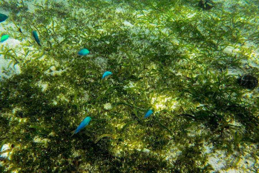 Underwater scenery of Qilian Islands in Hainan