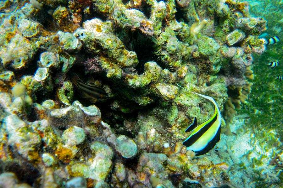 Underwater scenery of Qilian Islands in Hainan