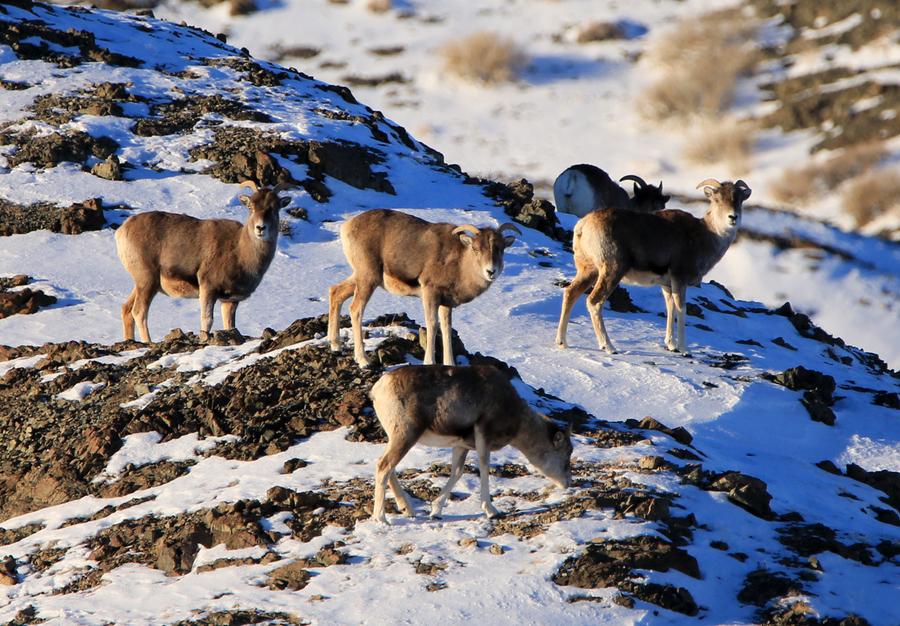 Aletai in Xinjiang sees steady increase in wildlife