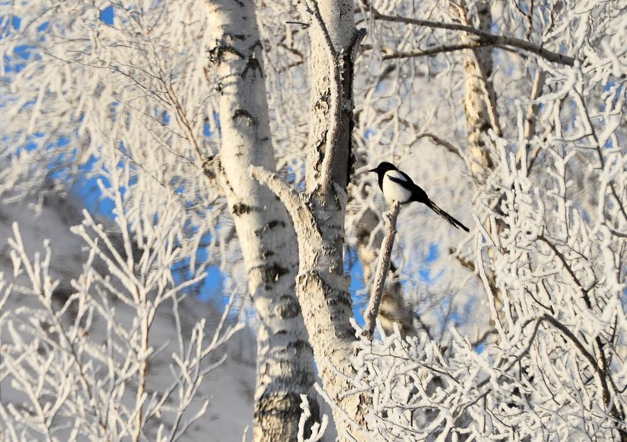 Rime scenery on prairie in Inner Mongolia