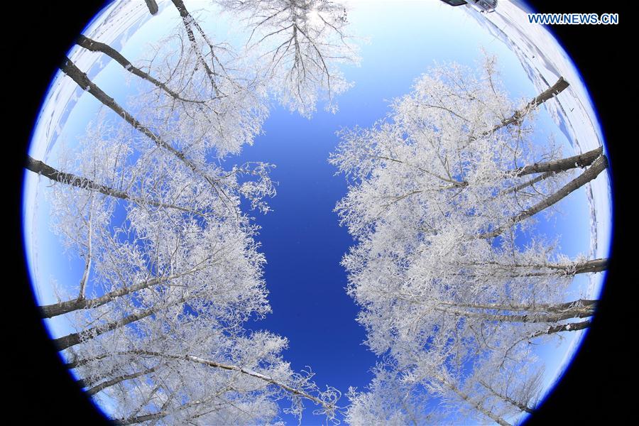 Gorgeous rime scenery in China's Xinjiang