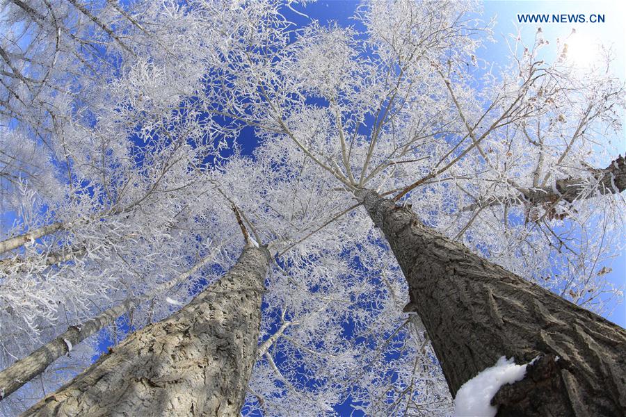 Gorgeous rime scenery in China's Xinjiang