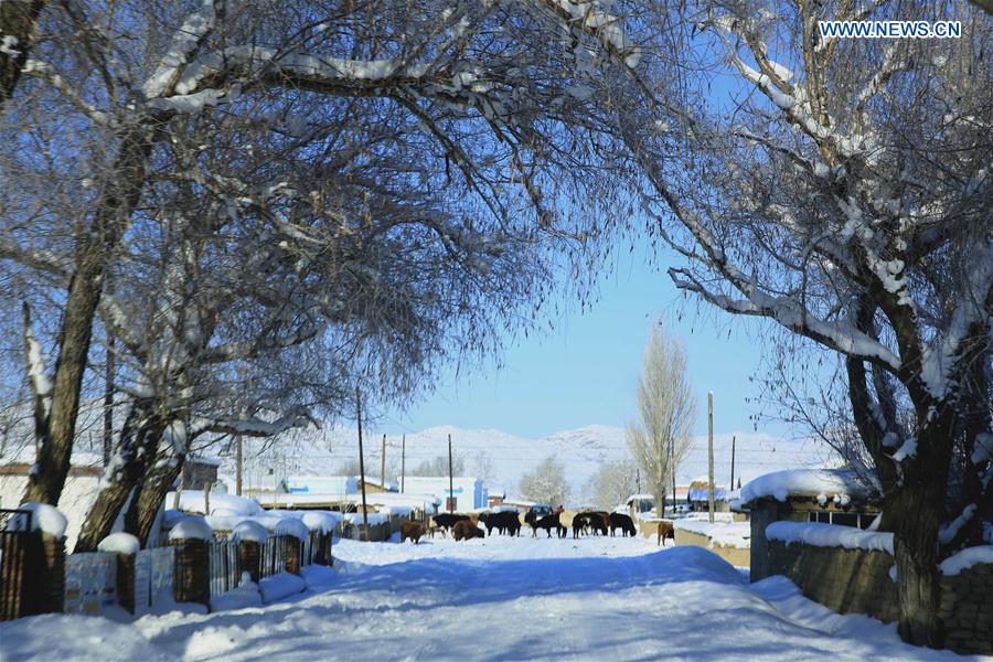 Gorgeous rime scenery in China's Xinjiang