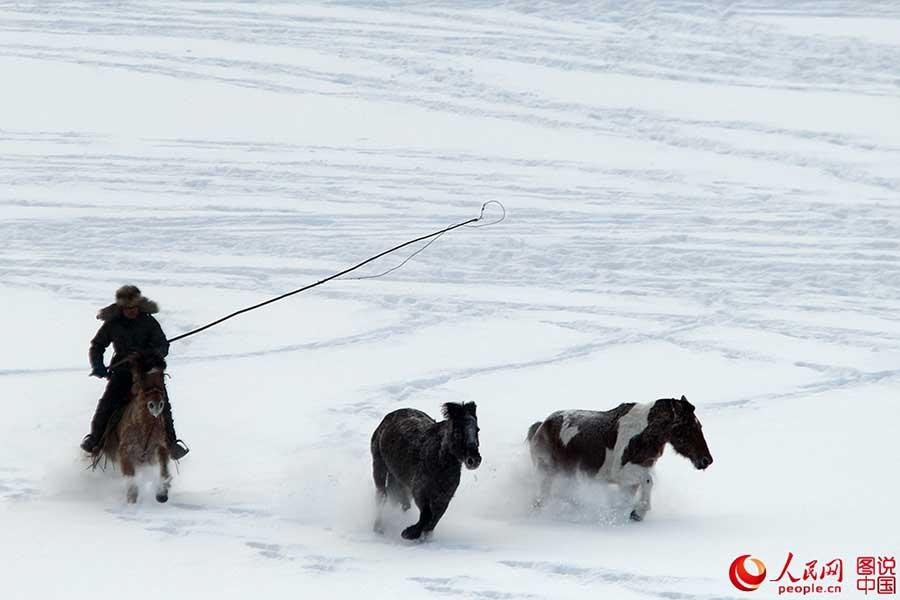 Horses galloping on snow-covered grasslands