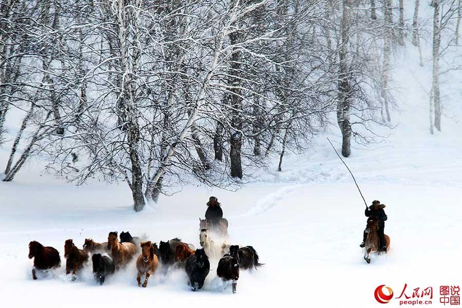 Horses galloping on snow-covered grasslands