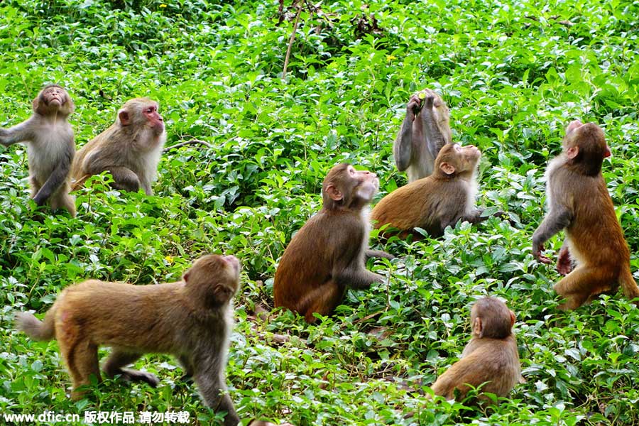 Top 10 scenic areas in China to see monkeys