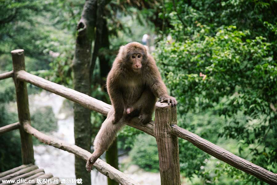 Top 10 scenic areas in China to see monkeys