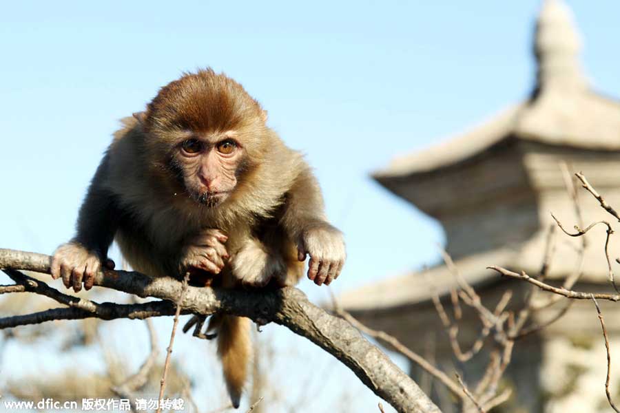 Top 10 scenic areas in China to see monkeys