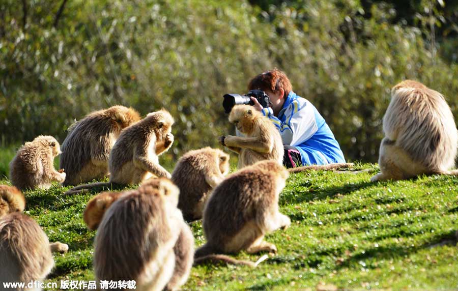 Top 10 scenic areas in China to see monkeys