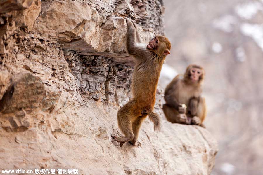 Top 10 scenic areas in China to see monkeys