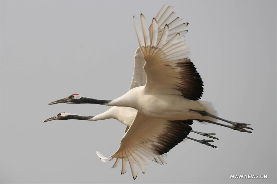 Red-crowned cranes seen at Yancheng nature reserve