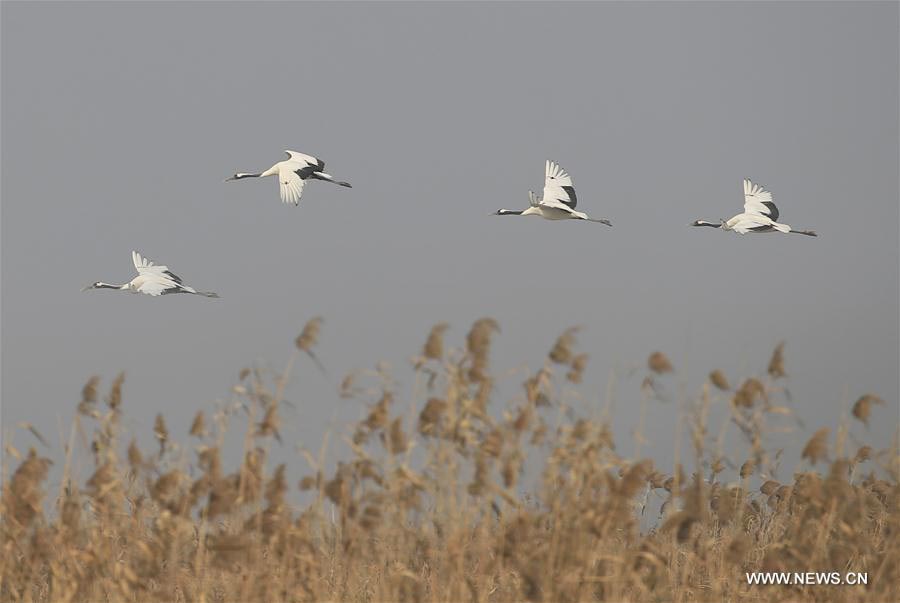 Red-crowned cranes seen at Yancheng nature reserve