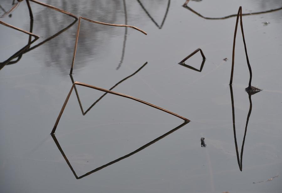 Geometric figures formed by lotus stems seen at botanic garden in E China