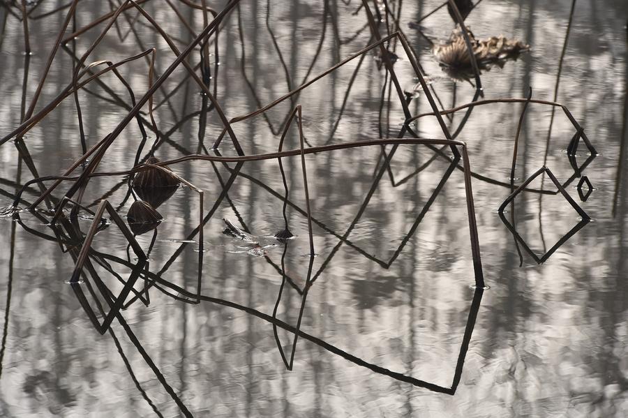 Geometric figures formed by lotus stems seen at botanic garden in E China