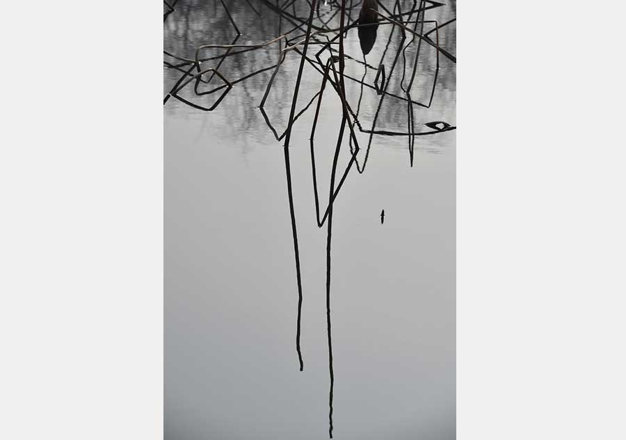 Geometric figures formed by lotus stems seen at botanic garden in E China