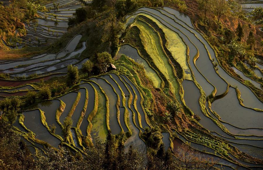 Hani terraces present unique winter scenery