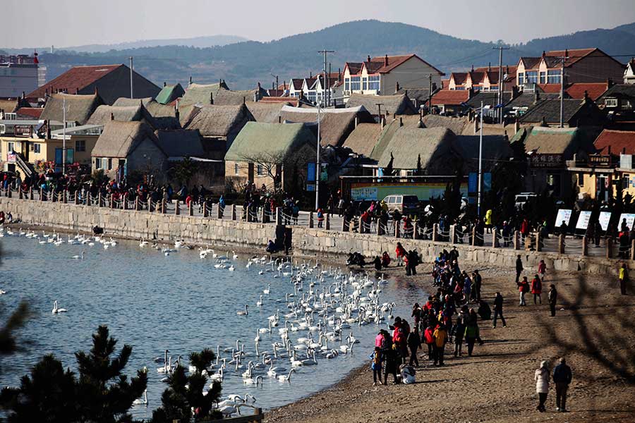 Yandunjiao in Shandong is an ideal habitat for whooper swans