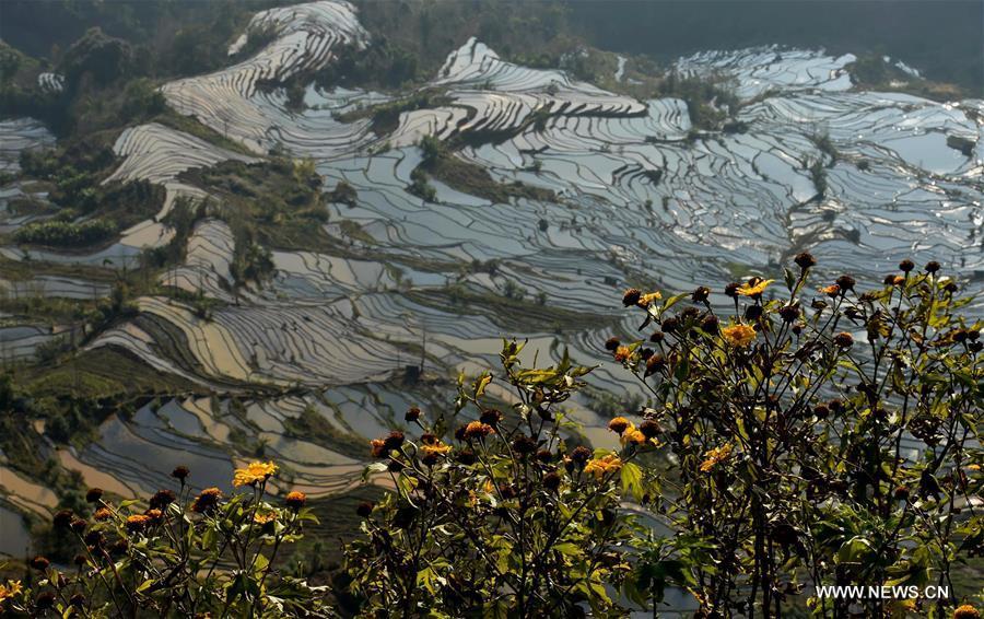 Wonder of farming civilization: Hani terraces in Yunnan