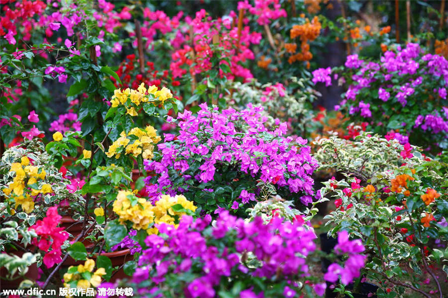 Hainan bougainvilleas add color to coming Spring Festival