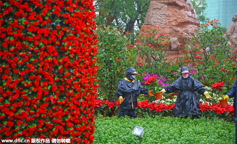 Hainan bougainvilleas add color to coming Spring Festival