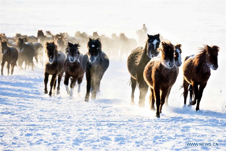 Herdsmen graze horses on snow-covered pasture of Hulunbuir