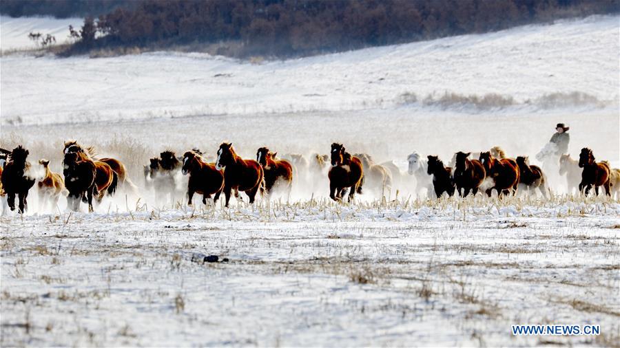 Herdsmen graze horses on snow-covered pasture of Hulunbuir