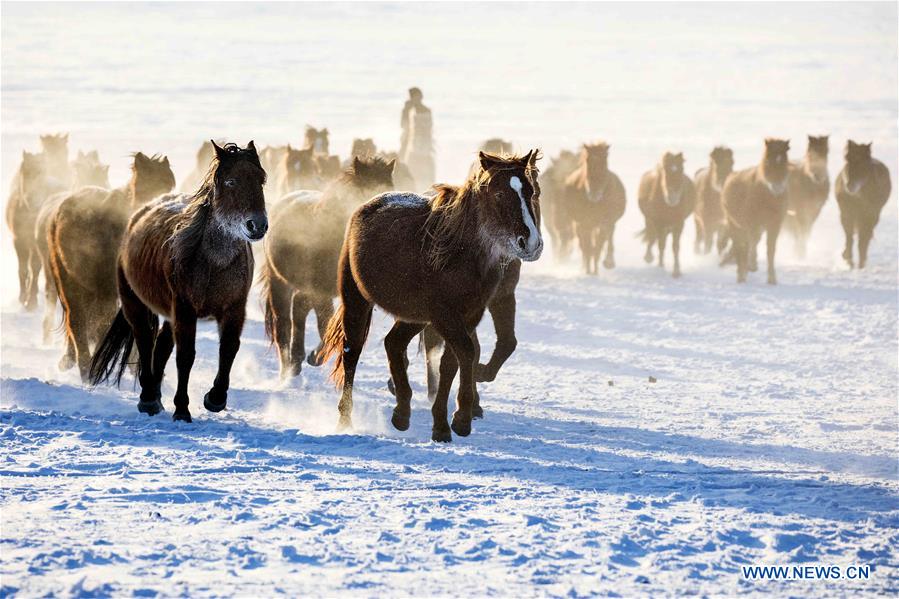 Herdsmen graze horses on snow-covered pasture of Hulunbuir