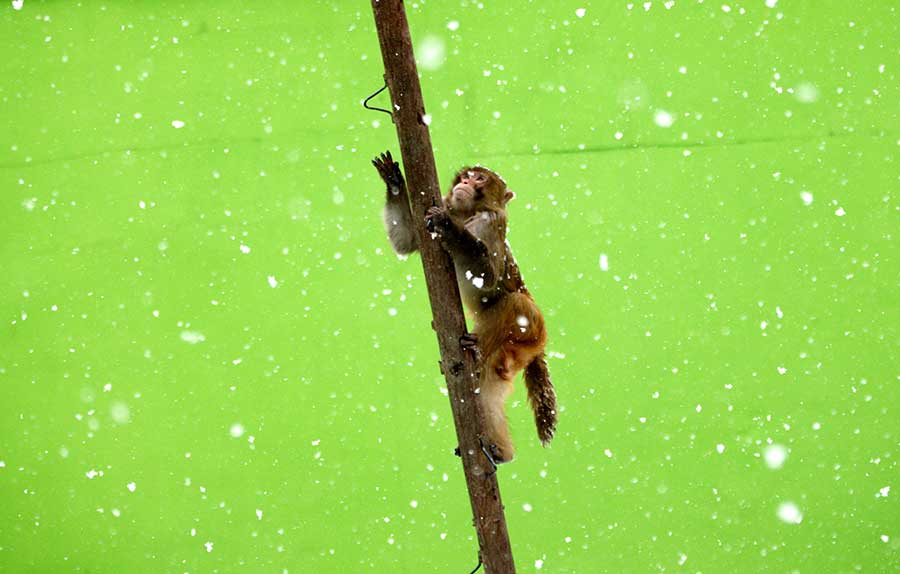 Macaques create a lively winter scene in Anhui province