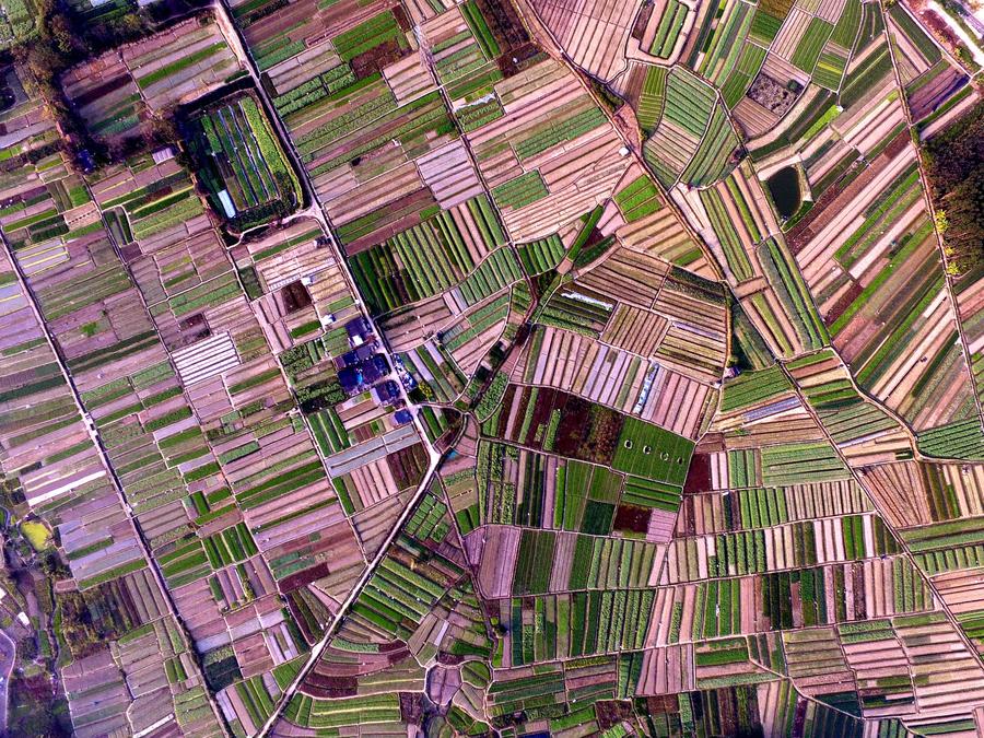 Aerial view of vegetable fields in Nanning