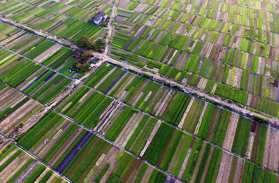 Aerial view of vegetable fields in Nanning