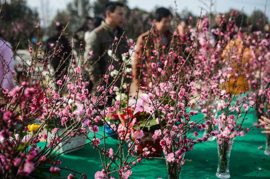 Plum trees blossom to embrace spring in Lincheng, Zhejiang province