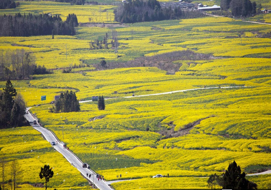 Sea of flowers embraces spring in East China