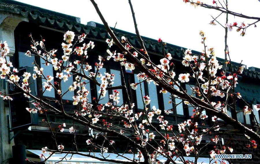 Sweet flowers embraces spring in Jiangsu