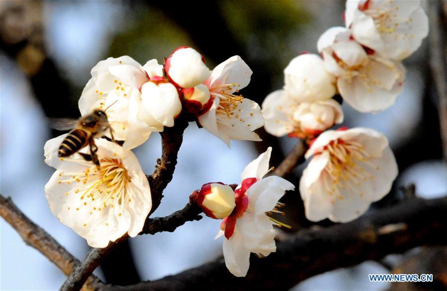 Sweet flowers embraces spring in Jiangsu