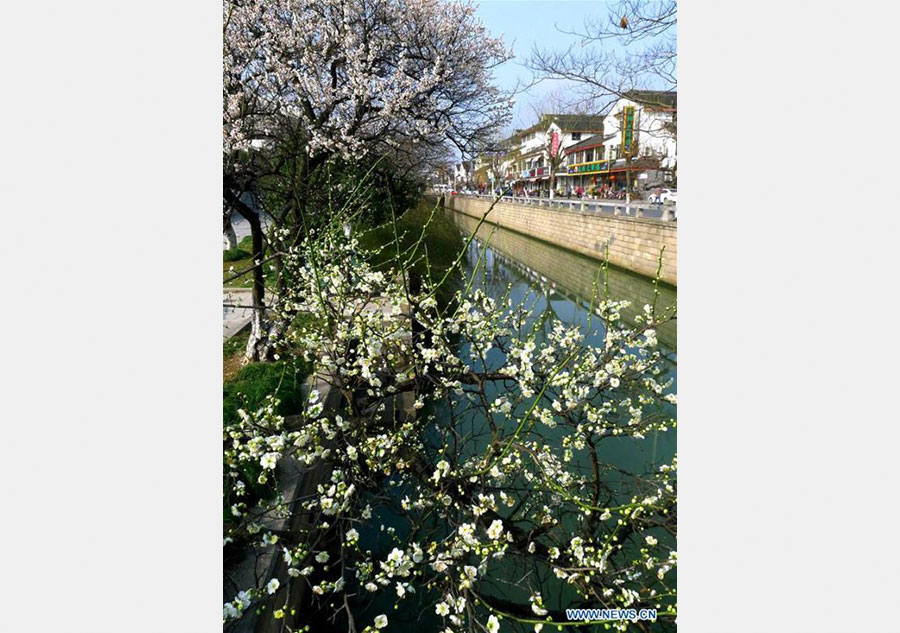 Sweet flowers embraces spring in Jiangsu