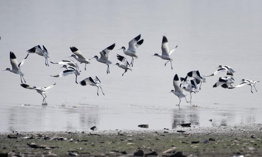 Migratory birds seen in Central China's Hunan