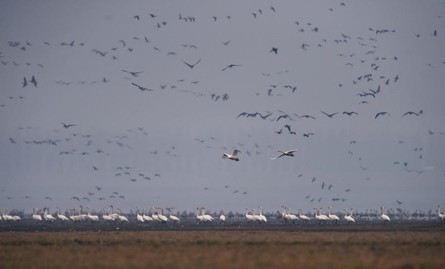 Migratory birds seen in Central China's Hunan