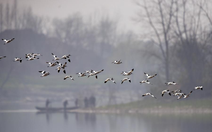 Migratory birds seen in Central China's Hunan