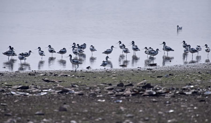 Migratory birds seen in Central China's Hunan