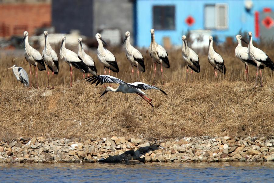 Oriental storks look for food at Zhangjiacun Wetland in Dalian